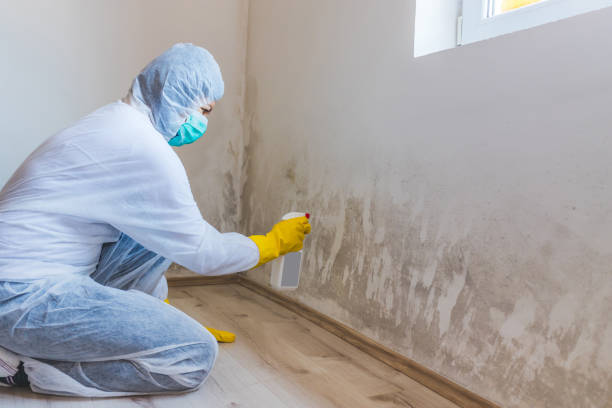 Licensed Mold Inspection service in Blackwood, NJ - WQB Mold Removal